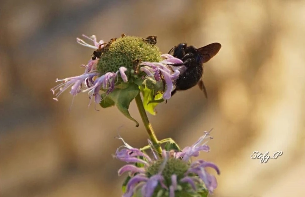 Ape che si sta crogiolando nei nostri fiori